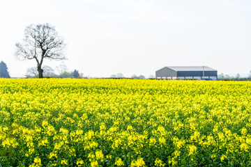 Wind Turbines in a Canola Rapeseed Field