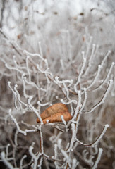Lonely leaf on Fine Thin branches covered with hoarfrost