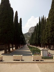 аллея кипарисов