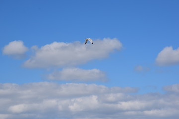 Fliegende Möwe