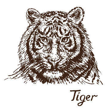 Tiger portrait, hand drawn doodle, sketch in pop art style, vector illustration