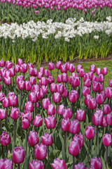 tulip field