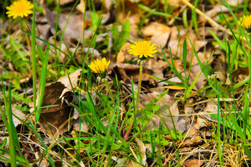 Yellow dandelions on meadow