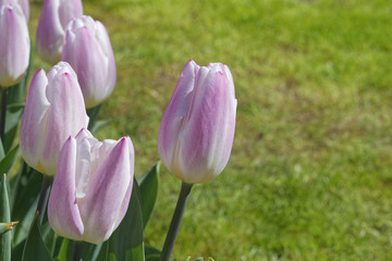 Obraz premium tulips