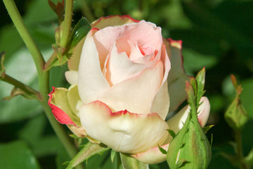 口紅の薔薇
