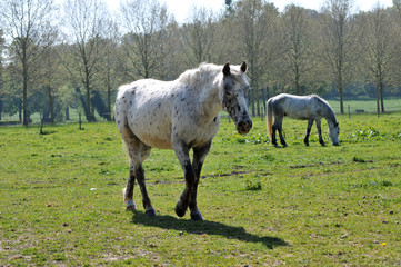cheval