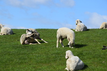Putzendes Schaf