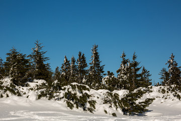 Fototapeta na wymiar Winter im Hochschwarzwald