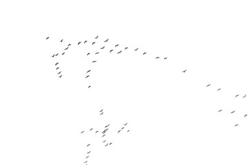 Fototapeta premium Flock of birds texture, formation White-Fronted Goose in flight, isolated on white background