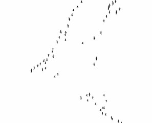 Flock of birds texture, formation White-Fronted Goose in flight, isolated on white background