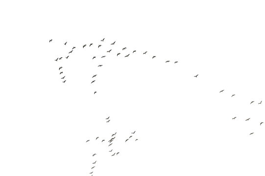 Flock of birds texture, formation White-Fronted Goose in flight, isolated on white background