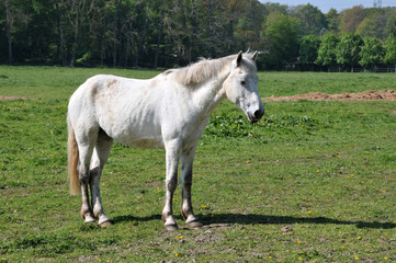 Obraz na płótnie Canvas cheval