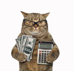 The cat banker is holding a a bunch of money  in one paw and a calculator in other. White background. - obrazy, fototapety, plakaty