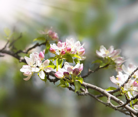 Obraz na płótnie Canvas Spring blossoms tree, flowers blooming