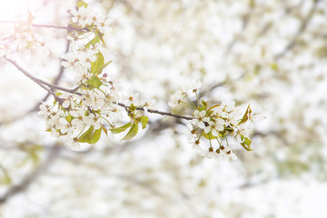 Spring blossoms tree, flowers blooming