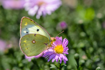 Yellow butterfly collects nectar on a bud of Astra Verghinas