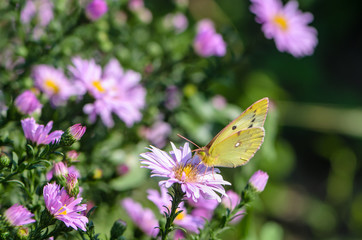 Yellow butterfly collects nectar on a bud of Astra Verghinas