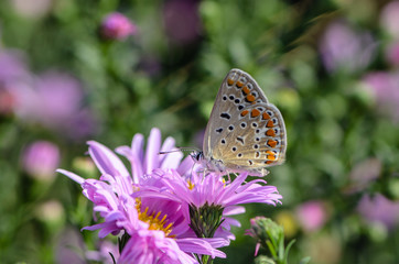 Butterfly of aricia agestis collects nectar on a bud of Astra