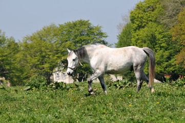 cheval