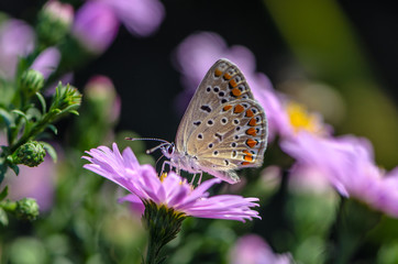 Butterfly of aricia agestis collects nectar on a bud of Astra