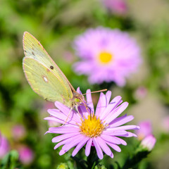 Yellow butterfly collects nectar on a bud of Astra Verghinas