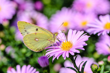 Yellow butterfly collects nectar on a bud of Astra Verghinas
