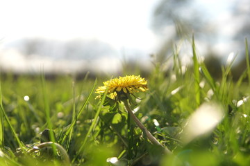 a dandelion flower in the grass on a sunny day