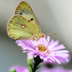 Yellow butterfly collects nectar on a bud of Astra Verghinas
