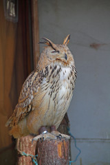 Eulen-Vogel