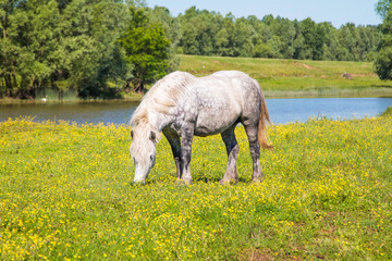     White horse on green field in spring in nature park Lonjsko polje, Croatia 
