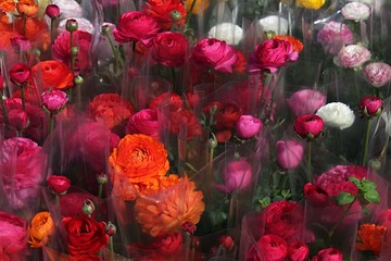 Various buttercup flowers Ranunculus Asiaticus wrapped around with plastic foil ready for sale