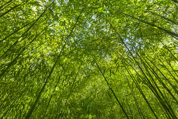 Fototapety  Drzewa bambusowe