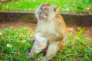 Obraz premium Macaque monkey eating food, Malaysia