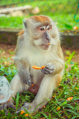 Obraz premium Macaque monkey eating food, Malaysia