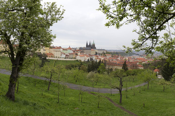 Fototapeta na wymiar Spring Prague City with gothic Castle and the green Nature and flowering Trees, Czech Republic
