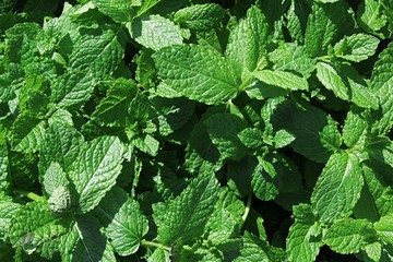 Green leaves of morrocan mint herb Mentha Spicata var. Crispa 