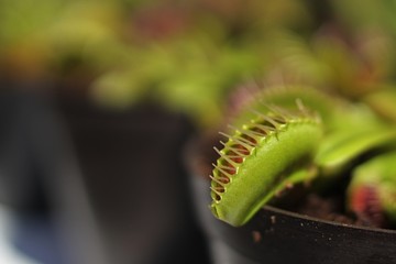 Small carnivorous Venus trap plant Dionaea muscipula insect trap looking from plastic flower pot