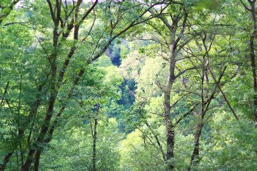 Obraz premium Parco Insugherata (Rome, Italy)
