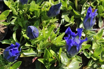 Blue trumpet shaped flowers of Gentian gentiana acauils