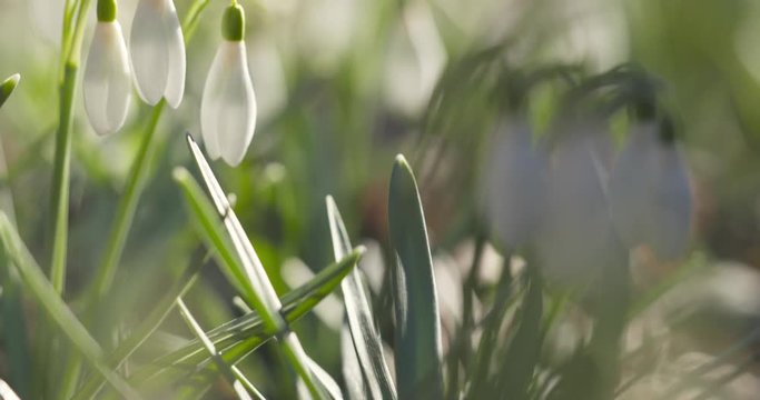 Slow motion pan of white snowdrops in sunny spring morning, 4k 60fps prores footage