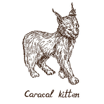 Caracal (red cat, rooikat, red or Persian lynx) kitten (cub), hand drawn doodle, sketch in pop art style, vector illustration