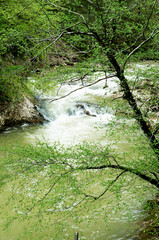 Mountain river in the spring