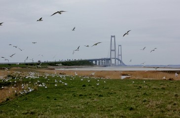 The Great Belt Bridge ( Storebæltsbroen ), Denmark