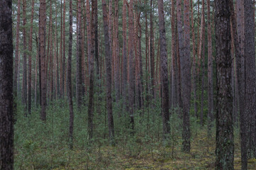 Kiefernwald / Naturnahe Wirtschaftswaelder, Kiefernwald in Deutschland, Europa.