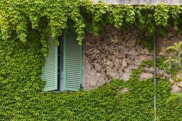 Window with shutters and green ivy