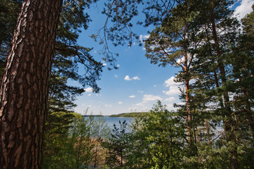 Fototapeta na wymiar A big lake behind the forest. Behind the pine forest is a lake. A blue cloudy sky. 