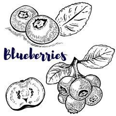 Set of blueberries illustrations on white background. Design elements for logo, label, emblem, sign, poster, menu. Vector illustration