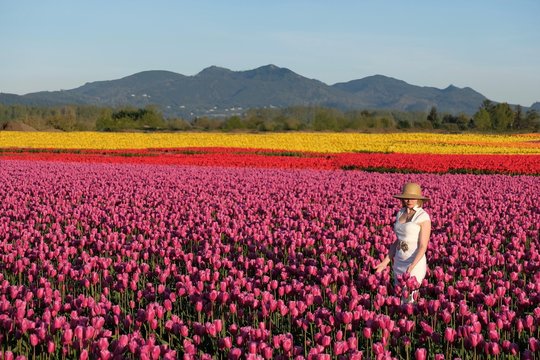 Woman on colourful tulip fields. Skagit Valley Tulip Festival. Seattle. Mount Vernon. WA. United States.