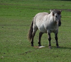 Obraz premium wildgehege johannismühle baruth brandenburg