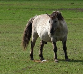 Fototapeta premium wildgehege johannismühle baruth brandenburg